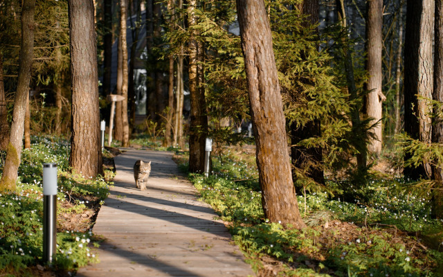 Глэмпинг Море