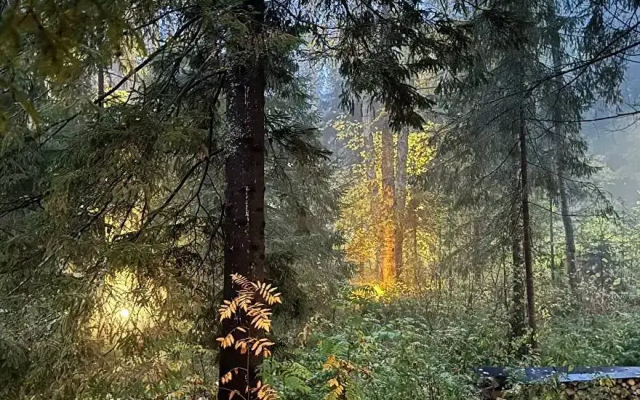 Гостевой дом в лесу