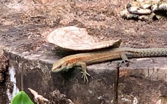 Изба Пасечника Пятиместная Хутор Медовый