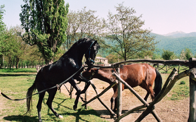 Отель Lopota Lake Resort and Spa