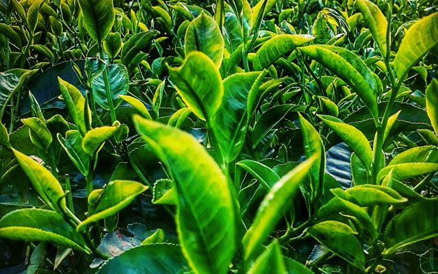 Moon Hill Resort Munnar ( Nature Retreat )