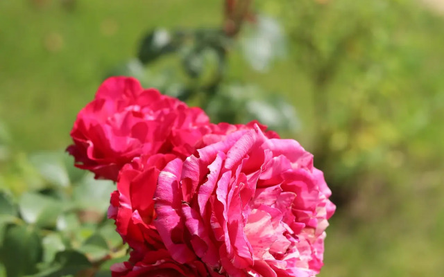 Частный дом Роскошный гостевой дом KaliLaskaBY, в сердце Витебска