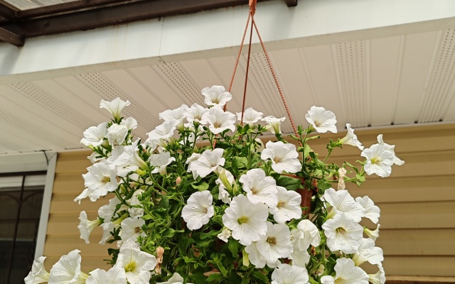 Gostevoy Dom na Tsitrusovoy