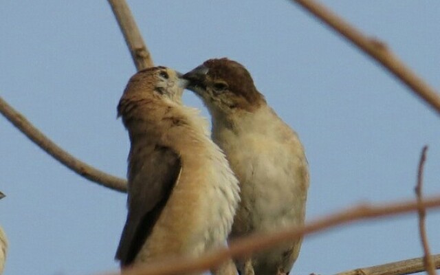 Отель Dera Baghdarrah Nature Retreat Udaipur