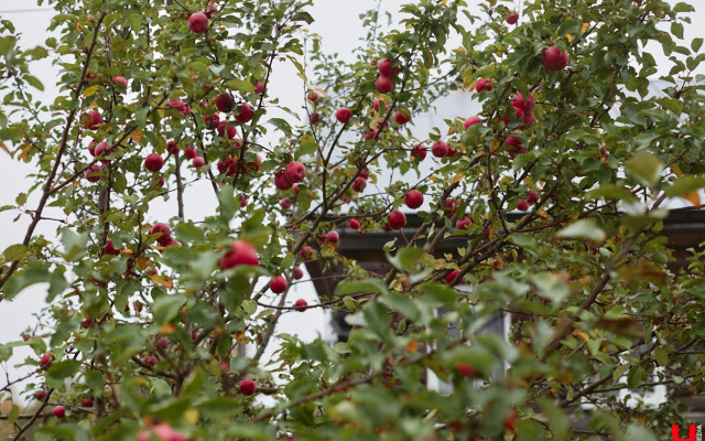 Частный дом Уютный светлый  дом в окружении природы