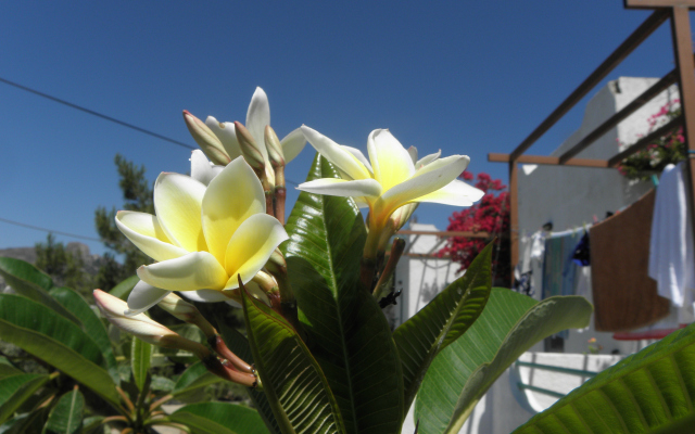 Апартаменты Studios Crete