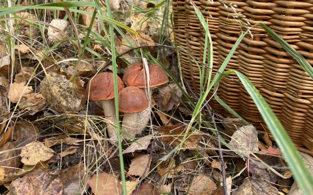 Глэмпинг Мыс