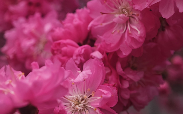 Гостевой дом Тишина Алтая