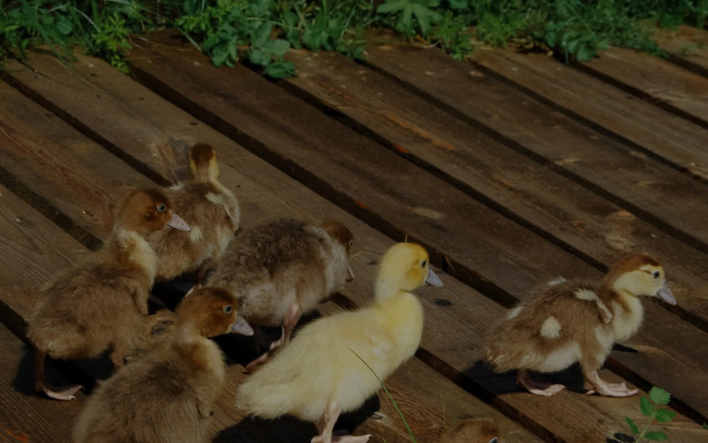 База отдыха Мечта Сурсово