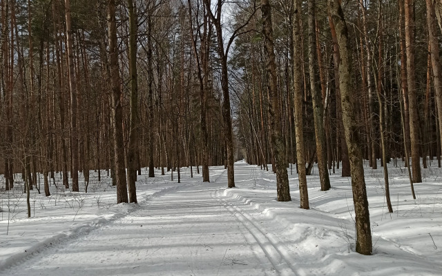 Квартира на 25 этаже с видом на лес