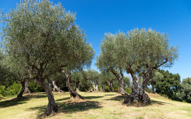 Вилла Monacelli