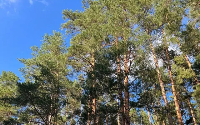 Апартаменты Сосны