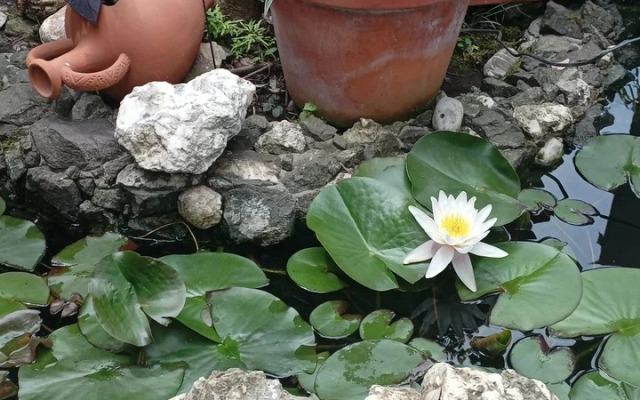 Гостевой дом Эвкалипт