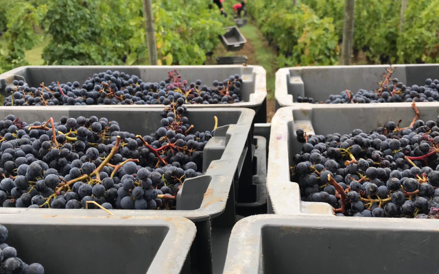 Гостевой дом Clos Monicord