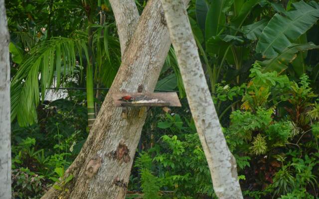 Nature Paradise Villas Guest House