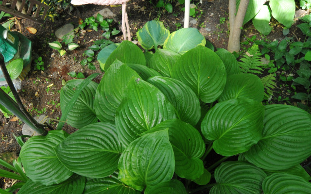 Гостевой дом Роман и Светлана