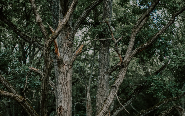 Частный Дом Старый Дуб