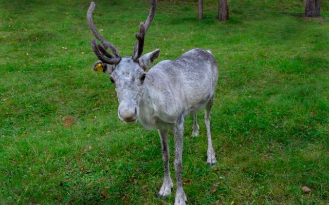 База отдыха Загородный клуб Оленья Гора