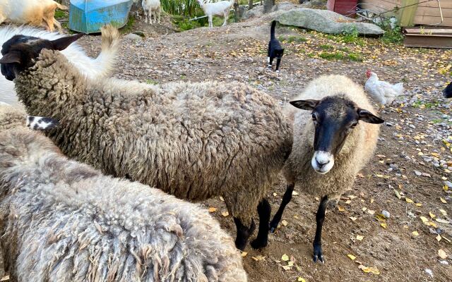 База отдыха Эко Хутор Рай Сяля