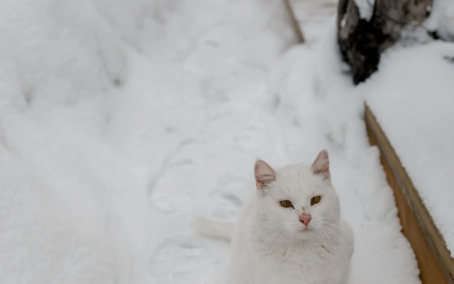 Частный Дом в Аренду А-Шалаш у Сосны