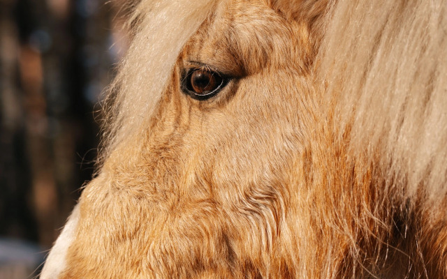 База отдыха Парк-отель Канжуль