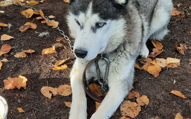 Cottages Goryachaya Sopka