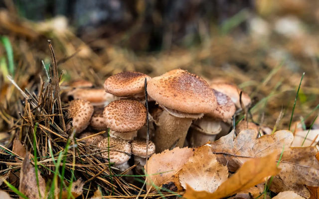 Gostinichny Kompleks Park-Hotel Belovezhskaya Puscha