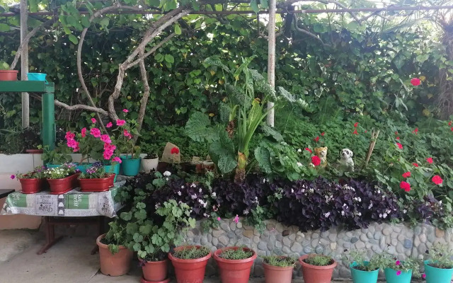 Uyut Guest house