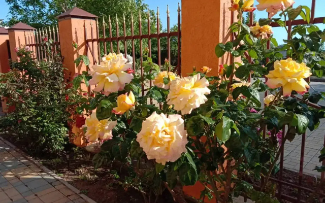 Angelina Guest house