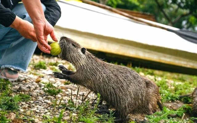 Частный дом Baler