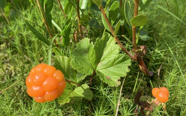 Гостевой дом Лось