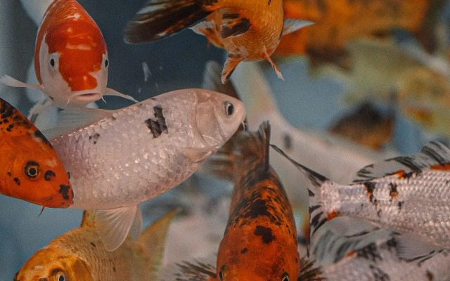 Апарт-отель Таукель