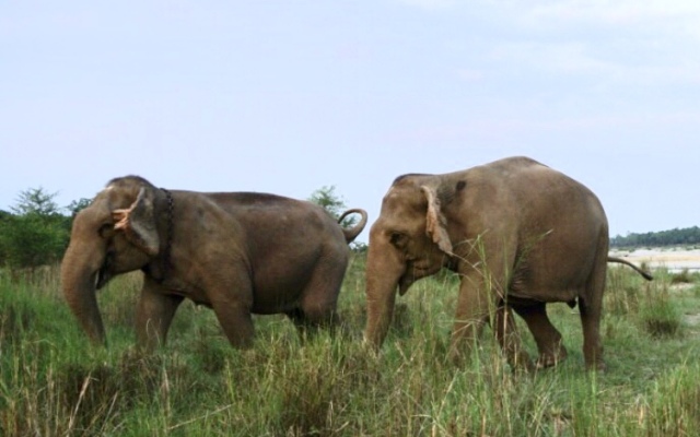 Кемпинг Tigertops Elephant Camp