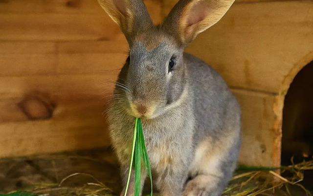 Гостевой дом Кирполье