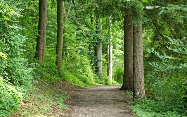 Апартаменты Искатель