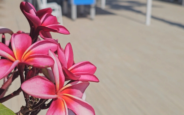 Отель Exotic Hotel & SPA