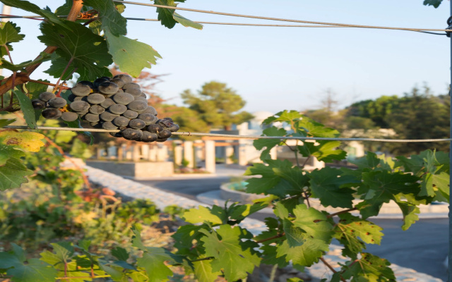 Gillham Vineyard Adults Only Hotel