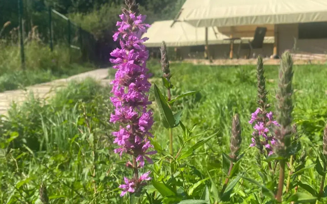 Кемпинг Малина Глэмпинг КОСА