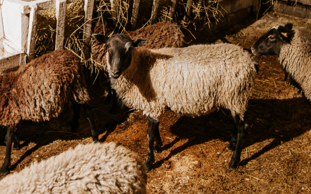Agroturisticheskij Kompleks El Rancho Hotel