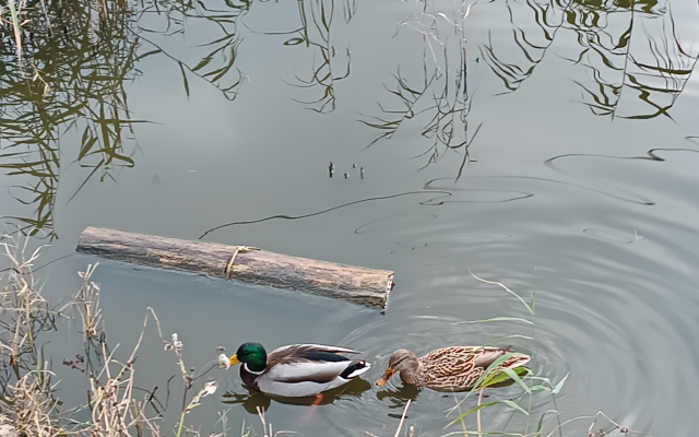 Квартира Орхидея