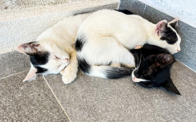 Отель Kaleli Deluxe Homes