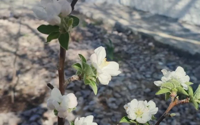 Мини-отель  Olivka Club