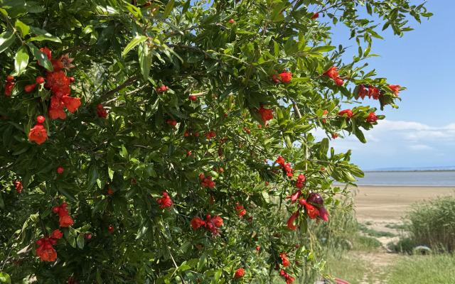 Parus Guest house