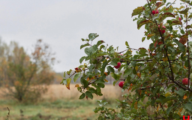 Частный дом Уютный светлый  дом в окружении природы