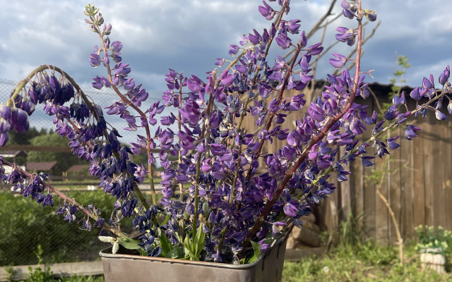 Шале Ромашки