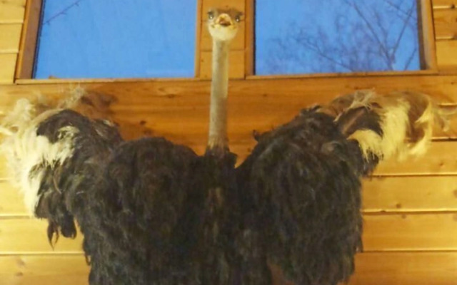 Частный дом Охотничий домик