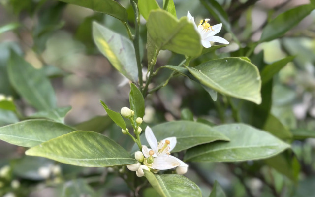 Apartamenty S Baney I Mangalom Private house