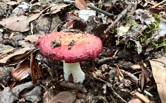 Гостевой дом Ранчо в горах Лаго-Наки