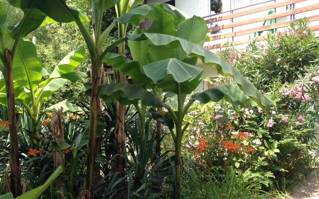 Okeanik Guest house
