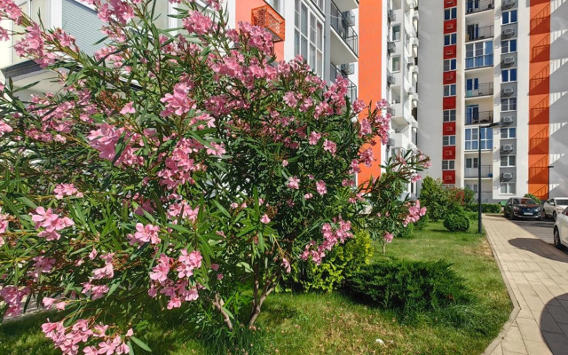 Zhk Frukty Sliva 5247 Flat